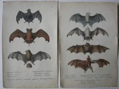 Fledermäuse Chiroptera Großkopf Peronu Rousette 2 Orig Lithographien 1850