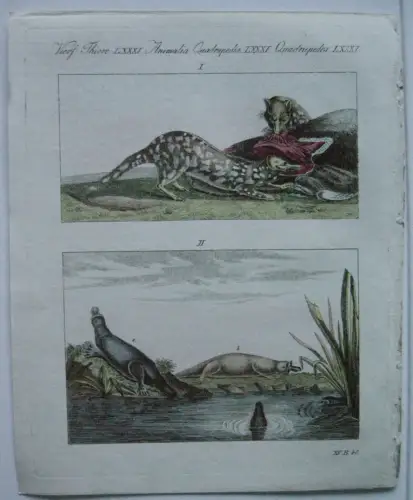 Dasyurus Beutelmarder Schnabeltier Australien  Kolor Kupferstich Bertuch 1800