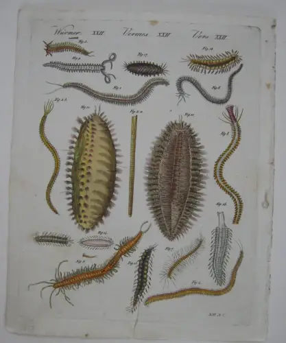 Seewürmer Nereide Aphrodite Polydore Kolor Kupferstich Bertuch Textblatt 1800