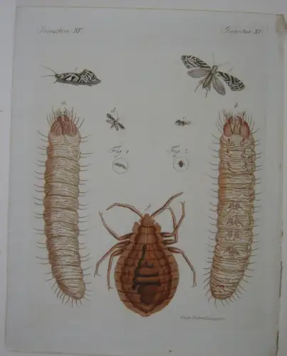 Weiße Kornwurm, Wanze schädliche Insekten Kol Kupferstich Bertuch Textblatt 1800