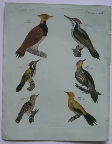 Spechte pecker Gelbspecht Goa-Specht Bengalische Kolor Kupferstich Bertuch 1800