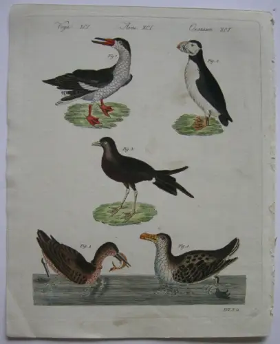 Wasserschneider Papageientaucher Sturmvogel Kolor Kupferstich Bertuch 1800