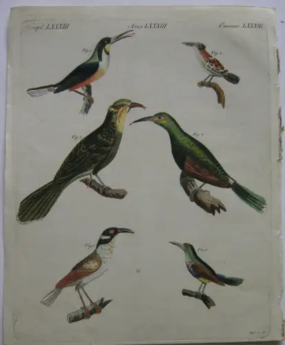 Baumläufer Certhia cucullata Goruck fünffarbige Kolor Kupferstich Bertuch 1800