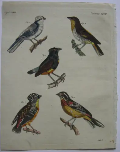Lasurmeise Manakin Pardalote Nemosie Merle Kolor Kupferstich Bertuch 1800