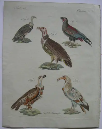 Geier vulture Ohren-Geier Struntgeier Schogun  Kolor Kupferstich Bertuch 1800