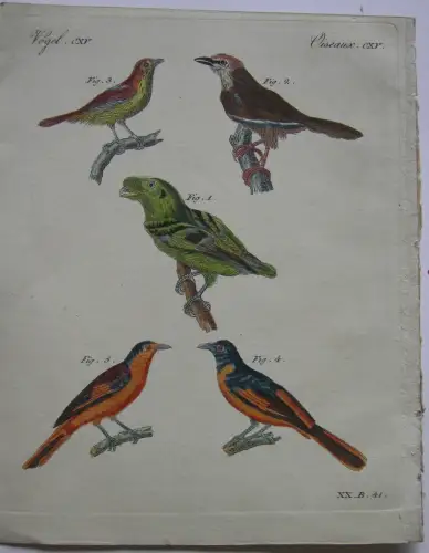Calyptomene Timalie Fliegenfänger Muscicapa Kolor Kupferstich Bertuch 1800