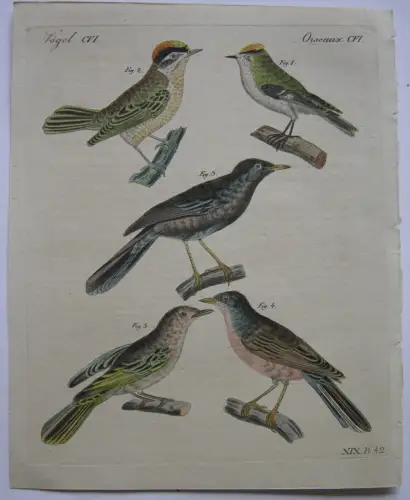 Goldhähnchen Sardinische Sänger Natterer-Sänger Kolor Kupferstich Bertuch 1800