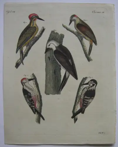 Spechte Pecker Aelsterspecht rostbraune Specht Kolor Kupferstich Bertuch 1800