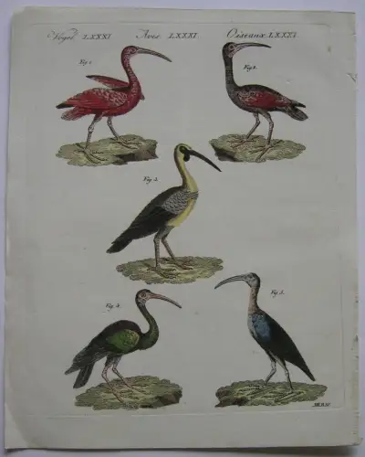 Ibis scharlachrote Cayennische sichelschnäblige  Kolor Kupferstich Bertuch 1800