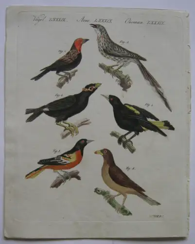 Guisso-balito Yaku Elster Baltimore-Trupial Kolor Kupferstich Bertuch 1800