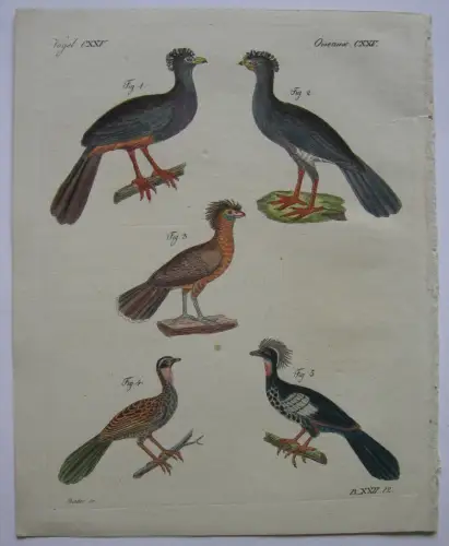 Hühnervögel Lophophorus Hokko Pauxi Parrakua Kolor Kupferstich Bertuch 1800