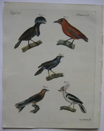 Coracina Choucas Choucari Würgerschwalbe Kolor Kupferstich Bertuch 1800