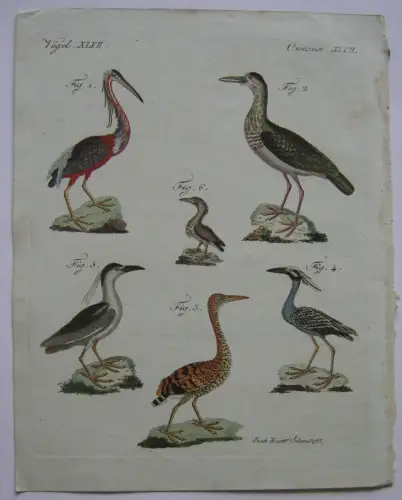 Reiher Heron Agamireiher Storch Nachtreiher Kolor Kupferstich Bertuch 1800