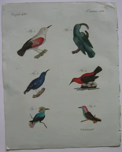 Baumläufer Colibri Mauerspecht CArdinal Kolor Kupferstich Bertuch 1800