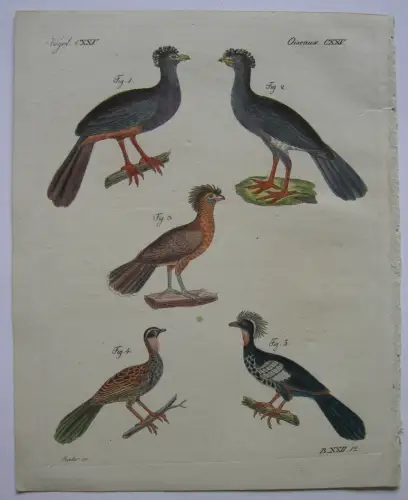 Hockko Urumutum Jacutinga Jacupemba Kolor Kupferstich Bertuch 1800