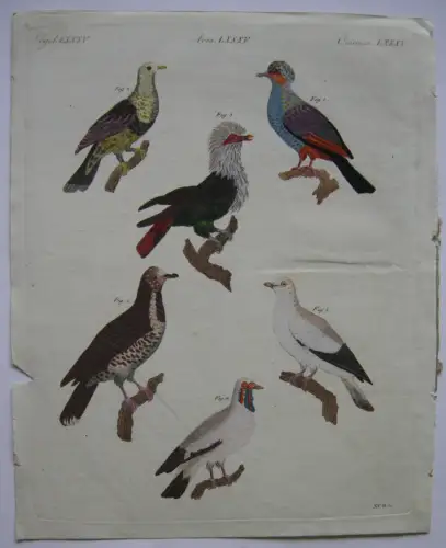 gehaubte Taube Ufertaube Oriku-Taube Ringkragen Kolor Kupferstich Bertuch 1800