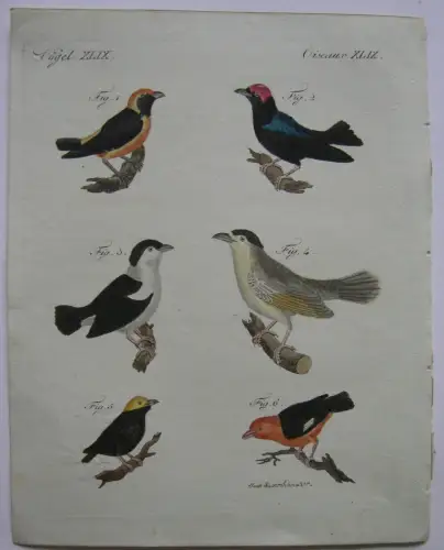 Musikalische Manakin blaurockige goldköpfige Kolor Kupferstich Bertuch 1800
