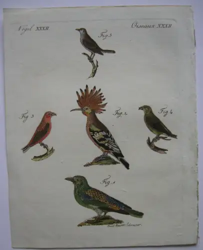 Mandelkrähe Wiedehopf Kreuzvogel Nachtigall Kolor Kupferstich Bertuch 1800