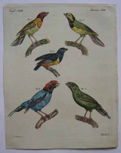 Rothköpfige Sänger Merle Managen Kolor Kupferstich Bertuch 1800