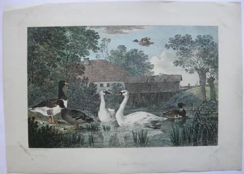 Max J. Wagenbauer (1775-1829) Gänse Enten im Teich Inkunabel Lithografie 1805