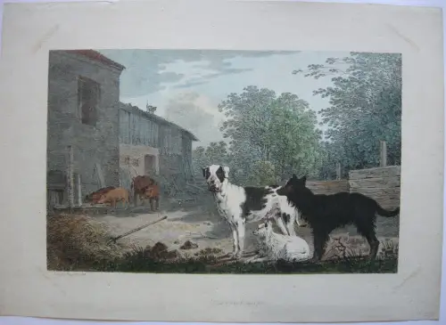 Max J. Wagenbauer (1775-1829) Schweine Dogge Spitz Inkunabel Lithografie 1805