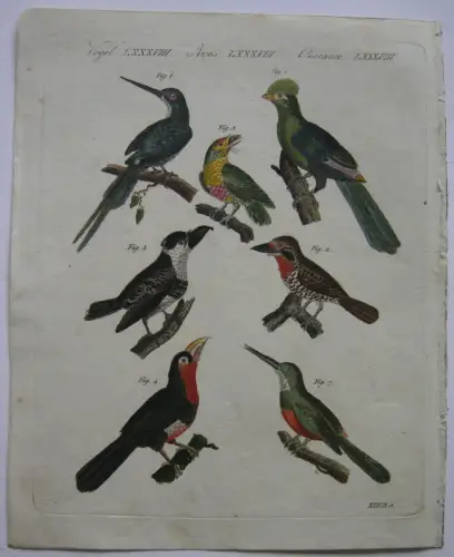 Turako Tamatia Mayna-Bartvogel Paradies-Jacamar Kolor Kupferstich Bertuch 1800