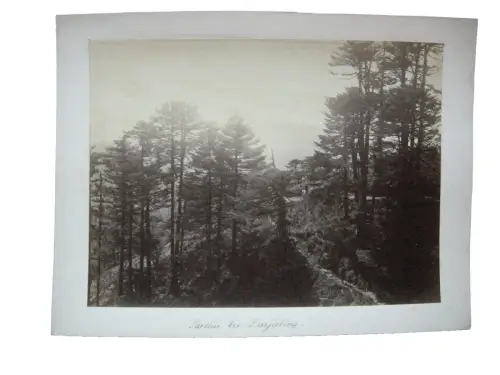 Landschaft bei Darjeeling Westbengalen Indien Albumin Print ca. 1880 Himalaja