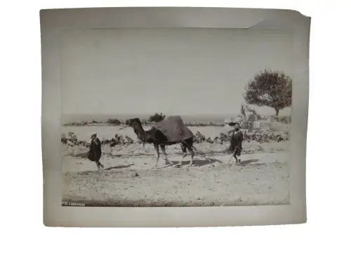 Marokko Laboureur Mit Kamel pflügender Bauer Albumin Print Vintage ca. 1880