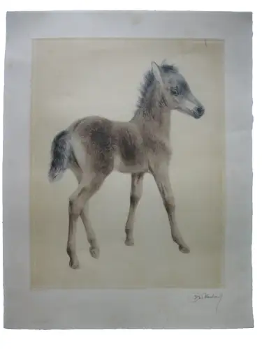 Kurt Meyer-Eberhardt (1895-1977) neugeborenes Fohlen Pferd Orig. Radierung 1950