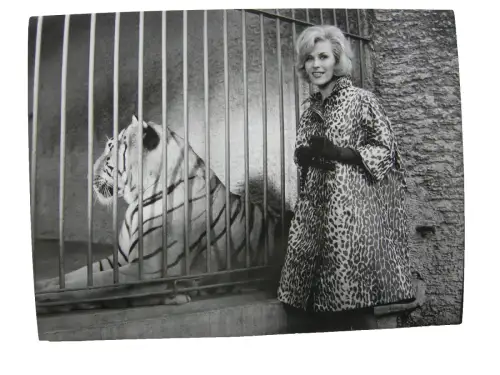 Mannequin im Leopardenmantel vor Tiger Vintage Foto P. G. Neubarth