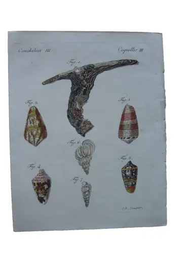 Conchilien Austern geperlter Admiral Kolor Kupferstich Bertuch Textblatt 1800