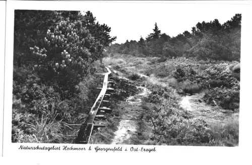 AK, Georgenfeld Osterzgeb., Weg im Naturschutzgebiet Hochmoor, 1957