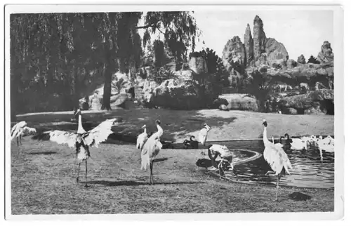 AK, Hamburg Stellingen, Tierpark, Vogelteich, um 1936