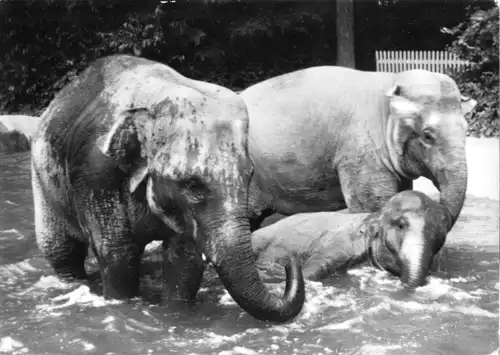 AK, Rostock, Zoologischer Garten, Elefantenbad, 1973