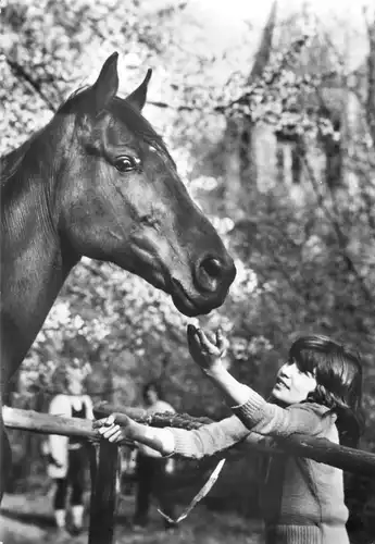 Ansichtskarte, Pferde, Mädchen und Pferd, 1981