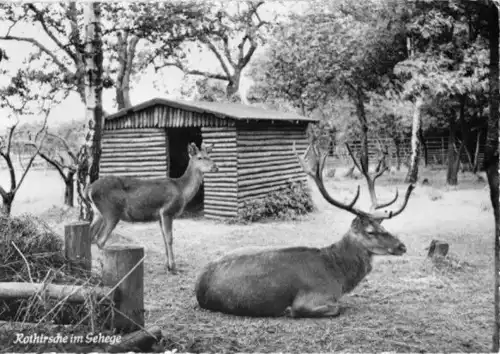 AK, Berlin Blankenfelde, Station der Jungen Naturforscher, Rothischgehege, 1956