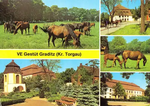 AK, Graditz Kr. Torgau, VE Gestüt Graditz, fünf Abb., Pferde, 1984