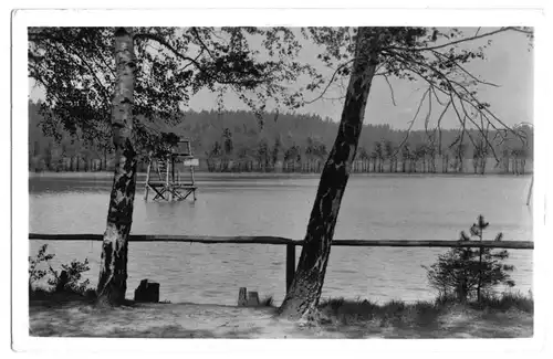 AK, Schmannewitz, Dahlener Heide, Waldteich, 1955