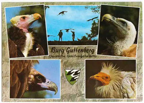 AK, Burg Guttenberg bei Gundelsheim Neckar, Deutsche Greifenwarte, 5 Abb., 1985