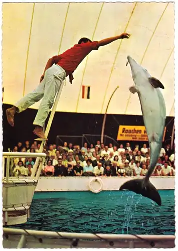 AK, Duisburg, Duisburger Tierpark, Delphin-Schau, um 1966