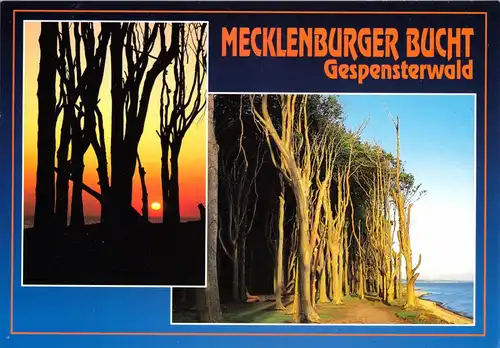 AK, Mecklenburger Bucht, Gespensterwald, zwei Abb., um 1995