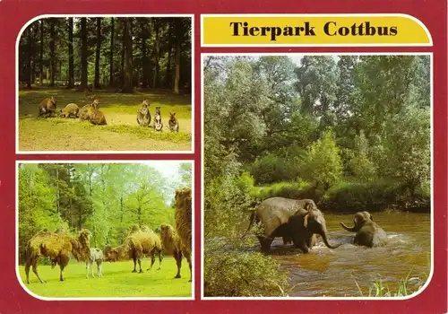 AK, Cottbus, Tierpark Cottbus, drei Abb., Version 2, 1986