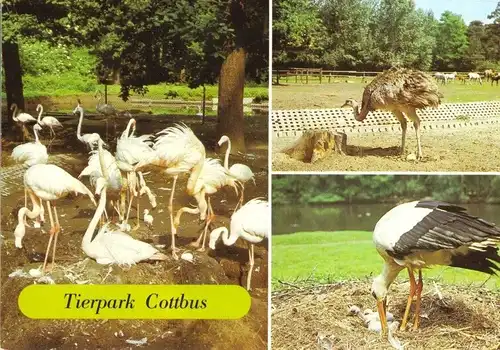 AK, Cottbus, Im Tierpark, drei Abb., 1986