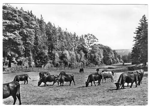 AK, Harz, Kuhherde im Harzer Land, 1964