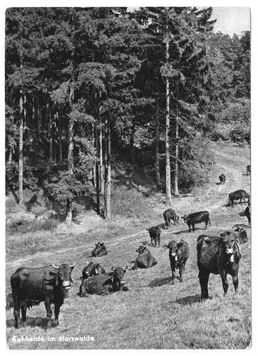 AK, Harz, Kuhherde im Harzwalde, 1957