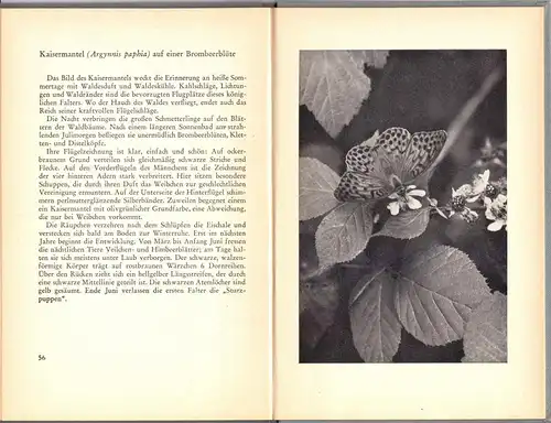 Fischer, Heinrich; Lebensbilder aus der Insektenwelt, 1954