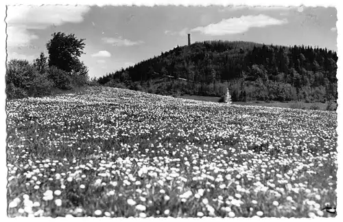 AK, Altenberg Erzgeb., Blühende Bergwiesen am Geisingberg, Handabzug, 1960