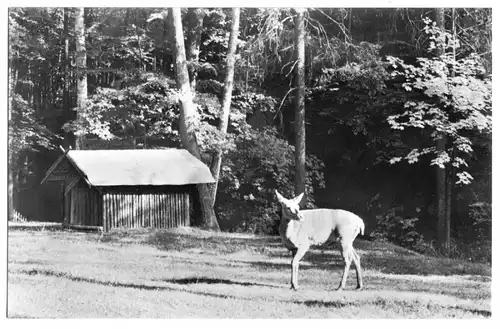 AK, Gera, Tiergehege im Martinsgrund, 1966