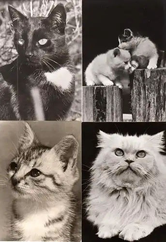 AK - Posten, 47 s/w Karten, Thema Katzen, 1970er - 1980er