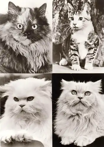 AK - Posten, 47 s/w Karten, Thema Katzen, 1970er - 1980er